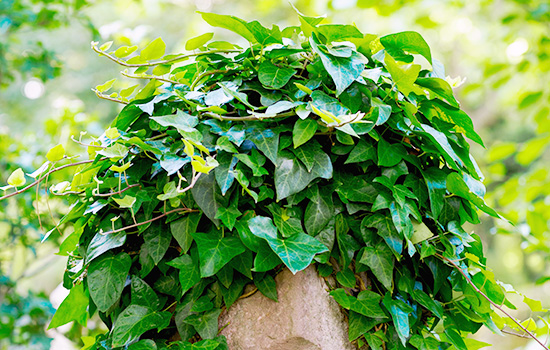 Zielony płot i dekoracje w jednej butelce: bluszcz ogrodowy to mistrz dekoracji ogrodów i podwórek