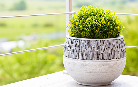 Byliny na balkon: 9 roślin, które mogą zimować w doniczce