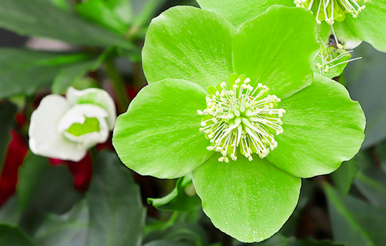 Byliny o zielonych kwiatach: bajka w prawdziwym życiu