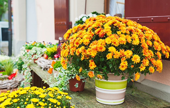 Chryzantema multiflora: najlepsze odmiany na dobry nastrój