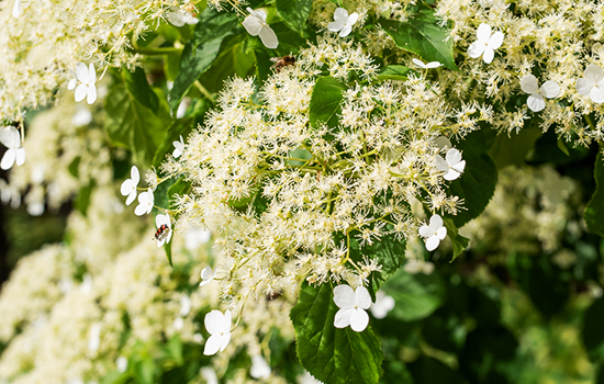 Hortensja pnąca: osobliwości uprawy odmian kędzierzawych