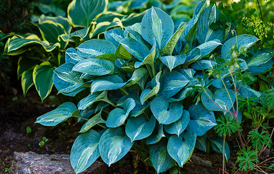 Niebieskie hosty: wybór najlepszych odmian