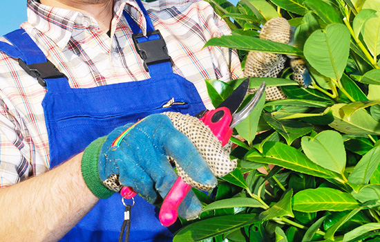 Choroby laurowiśni: dowiedz się, dlaczego liście są poplamione i poszukaj rozwiązań