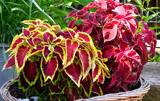 Mają liście - nie potrzebują kwiatów: najlepsze byliny o pięknych liściach