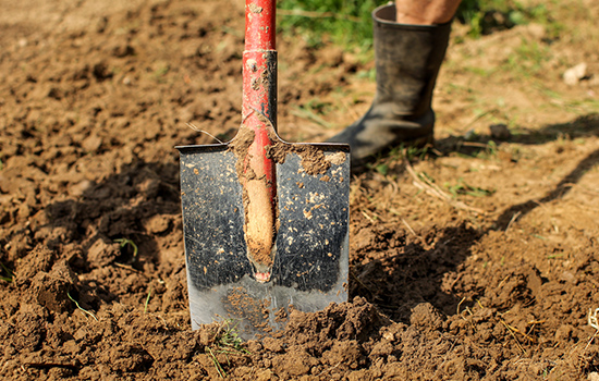 Najlepsze rośliny na gliniastą glebę: co i jak sadzić