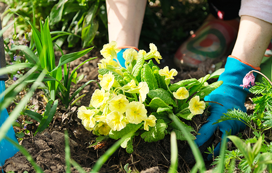 Pierwiosnek ogrodowy: jak pielęgnować? Proste i przydatne wskazówki