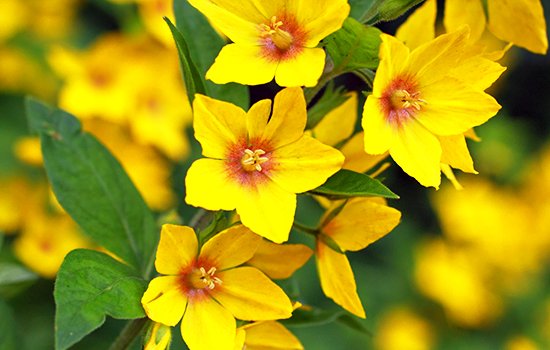 Tojeść: gatunki i odmiany ogrodowe - sadzenie i pielęgnacja