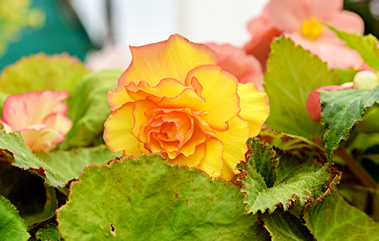 Wysychanie liści begonii: przyczyny i rozwiązania