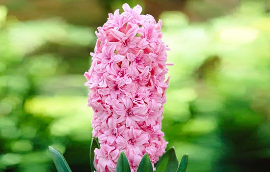 Najlepsze odmiany pełnych hiacyntów: oryginalna czwórka