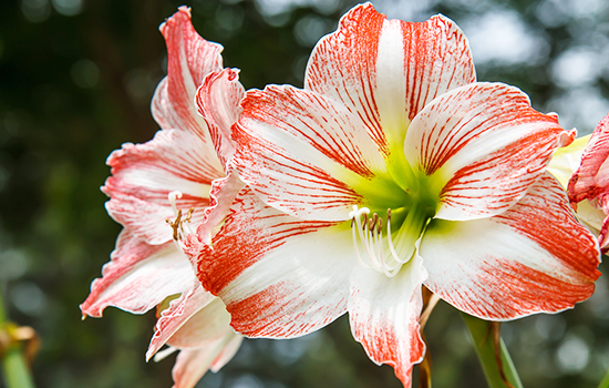 Hippeastrum: dlaczego nie pojawiają się pąki - 10 wskazówek, jak sprawić, by rośliny cebulowe bujnie kwitły