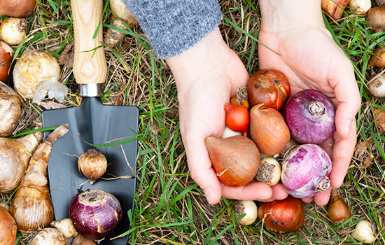 Jak przechowywać cebulki kwiatowe przed sadzeniem: najlepsze metody