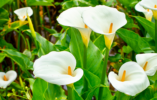 Egzotyczne kwiaty kally. Zantedeschia: uprawa i pielęgnacja w domu i ogrodzie