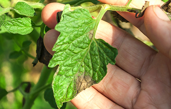 Kladosporioza lub brunatna plamistość: pomidory i ogórki zagrożone - objawy, leczenie, odmiany odporne