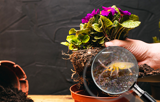 Białe robaki w roślinach domowych: jak się ich pozbyć?