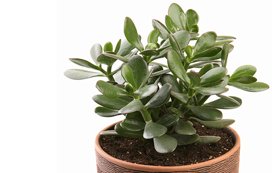 Dlaczego grubosz zrzuca liście i umiera? Wiemy, jak uratować roślinę