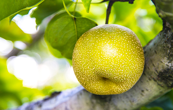 Azjatycka gruszka Nashi - smaczna i bezpretensjonalna: jaka jest chińska i japońska grupa odmian, jak sadzić i uprawiać sadzonki