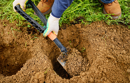 Doły do sadzenia: jak prawidłowo je przygotować, jakich nawozów używać