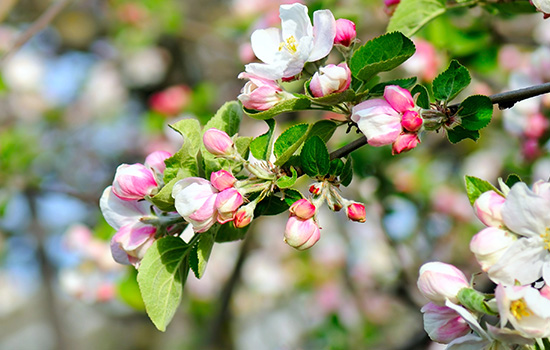 Dlaczego jabłonie i grusze nie kwitną: czy możemy znaleźć wszystkie powody?