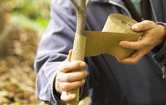 Przygotowanie młodych drzew do zimy: jak chronić przed mrozem i gryzoniami?