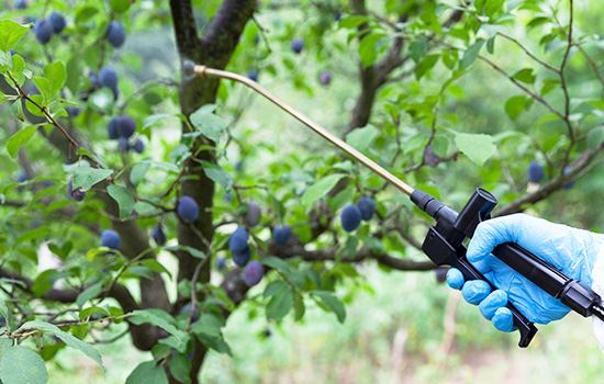 Jak leczyć śliwkę: opowiemy o wszystkich niuansach i zalecanych  preparatach