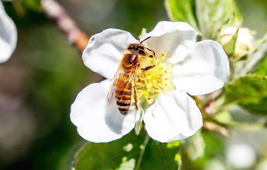 Zapylanie roślin owocowych i jagodowych: wszystkie niuanse procesu