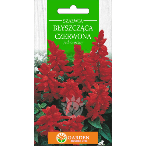 Szałwia błyszcząca Czerwona (Salvia splendens) 0.5 g 